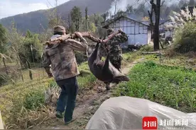 3天捕8头，价值6万的猎犬阵亡，通江2万头野猪成灾！人遇到咋办？图片