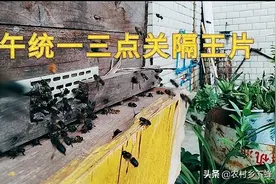 雄蜂的处理方法！图片
