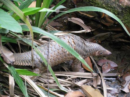 长尾穿山甲(穿山甲的品种有哪些穿山甲的品种介绍) - 绿巢号