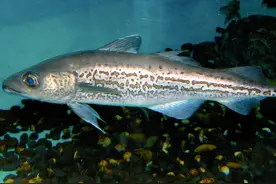 掌握朝鲜半岛的“救命鱼”，俄罗斯却拱手让中国，究竟有何企图？图片