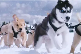 哈士奇找来五只金毛犬，帮主人实现了狗拉雪橇的梦想视频封面