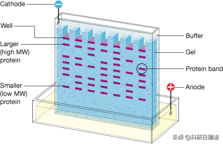 Western Blotting技术之电泳