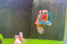 金鱼长了肉包，体表长了嘎达，红肿了，怎么治疗？图片