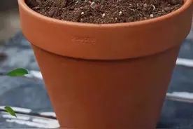 养花土里长虫子？学会这几招，虫子杀光光，养花没烦恼图片