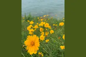 芳菲的感觉图片