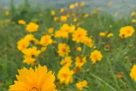 芳菲的感觉图片