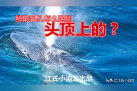 鲸鱼的鼻孔怎么跑到头顶上的？图片