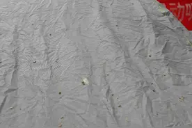 鸟屎频落车身，小区里的鸟窝该不该拆掉？图片