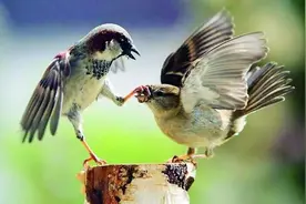 麻雀模样几年变一变，与小时候看见的不一样？都是进口麻雀的锅图片