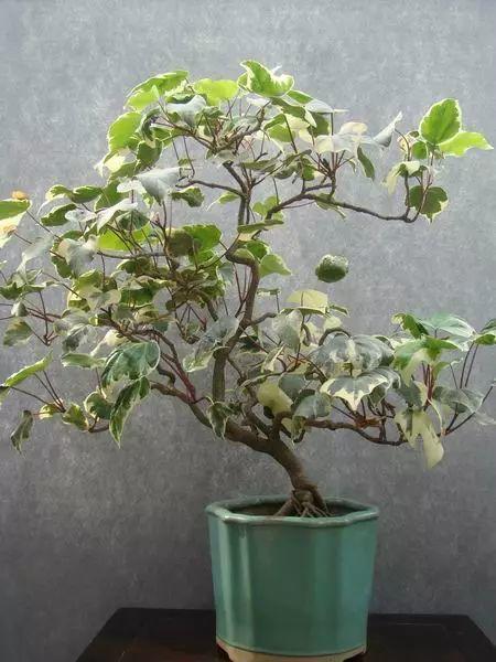 的常春藤小苗先地栽2年,主干能很快变粗壮,然后再移到花盆里,修剪整形