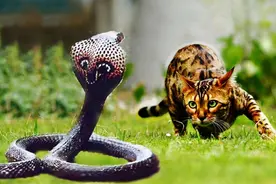 猫蛇大战！胜利的往往是猫？真实情况却恰恰相反图片