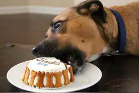 这9种食物对狗狗的身体有很大“危害”，你了解多少？图片