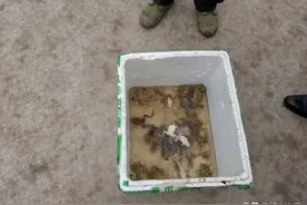 抓青蛙解馋违法不？男子捕蛙涉嫌非法狩猎图片