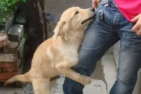 盘点“最娇气”的6种狗，耐心不够，建议别养图片