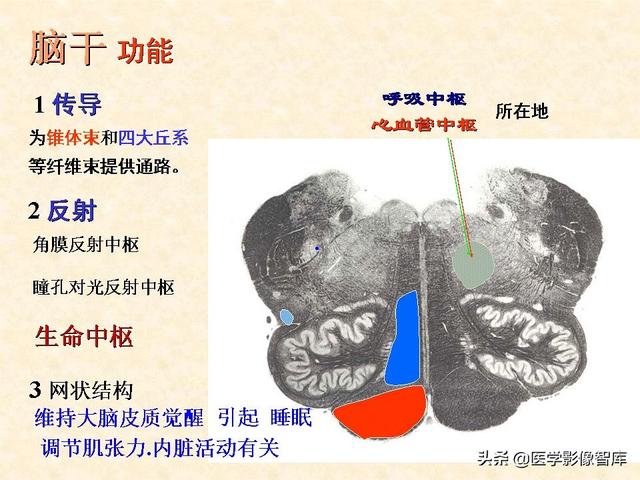 脑干、小脑及间脑解剖