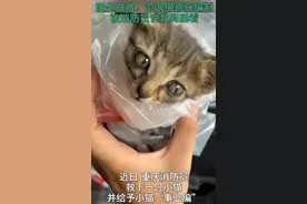 重庆一小流浪猫喜获编制，听课时却呼呼大睡，消防员哭笑不得图片