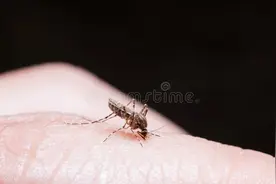 o型血更招蚊子？医生辟谣：其实是你的体味在招蚊子，跟血型无关图片