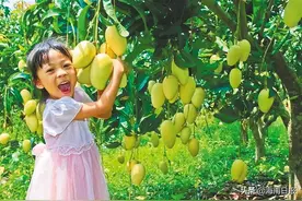 荔枝、芒果、莲雾……跟着海南水果去旅行吧图片