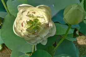 来温州杨府山公园看荷花，亭亭玉立，美不胜收图片