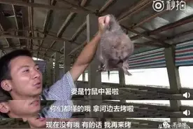 时隔9个月，因疫情消失的“竹鼠”，再次出现在华农兄弟的视频中图片