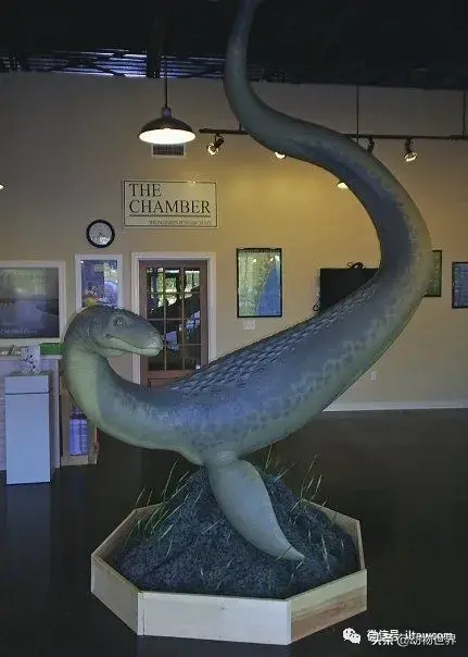 不可思议的神秘动物（四）