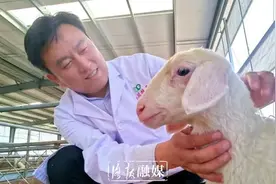 洛阳打工仔当上董事长，二次创业当“羊倌儿”，直播卖羔羊图片