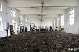 霉斑遍地！尘灰飞扬！原来这才是真实的普洱熟茶制作环境图片