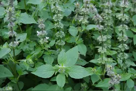 美味绿色香料植物：罗勒图片
