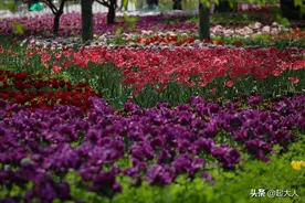 京城郁金香观赏十佳地点之——北京植物园图片