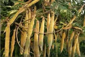 大山里的“山莲藕”，农家人称它牛大力，卖80元一斤很稀罕图片