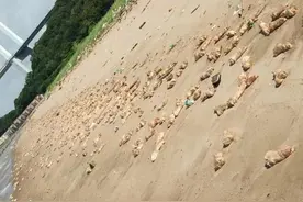 虎门销猪？说说走私肉的那点事儿……图片