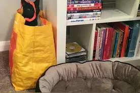 26张图片告诉你：猫咪与猫窝之间，仿佛隔着一条银河图片