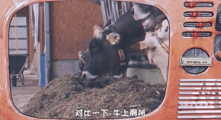 骆驼的驼峰竟然不是用来存水的？那它靠啥在沙漠里笑嘻嘻？
