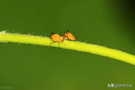 蚜虫太多杀不干净？老农传授8个杀虫土招，招招有效图片