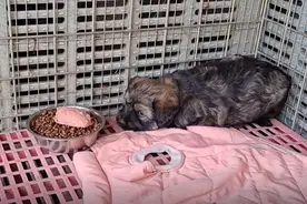 江苏：狠心狗主人还要道德绑架？牙没长齐的小狗被扔在救助站门口图片