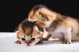 17天金渐层小奶喵，萌态毕现，受不了啦图片