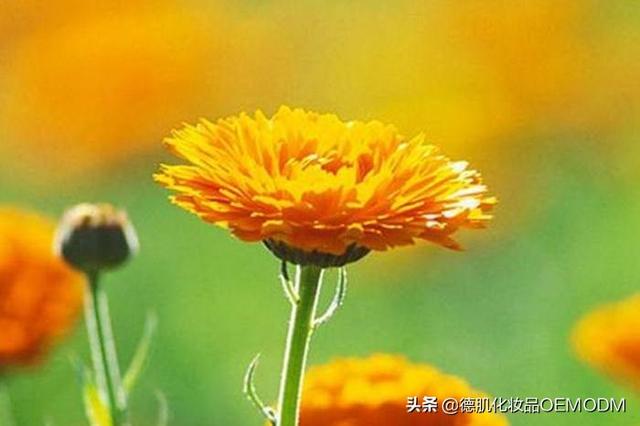 都泉氨基酸无香滋养洗发水--出油枯草头塌塌头救星