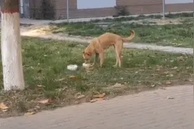 流浪狗偷拿外卖，被当场抓获，狗狗被教育的样子太可爱了图片