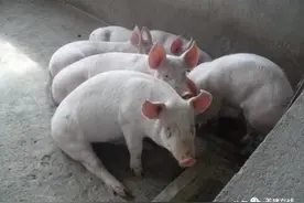 猪站不起来或走路腿拐是咋回事儿？图片