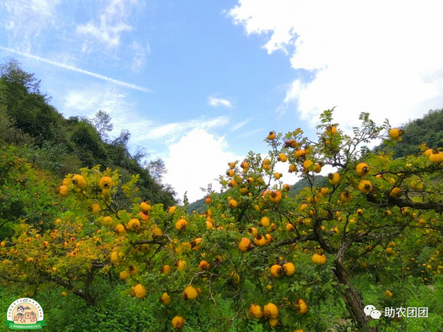 助农团团丨刺梨产业巡礼②：金秋十里沟，硕果满枝头