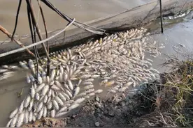 黄颡鱼爆发病害，滥用药“神仙招数”加速暴毙，陈昌福建议这样做图片