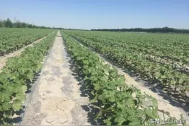 温度上升，棉花长势较快，该如何化控和管理？图片