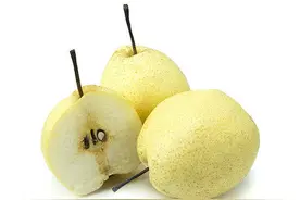 辽西绥中特产大白梨图片