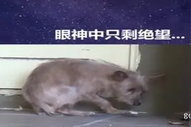求求你放我一条生路，不要再打我，再爱我一次！视频封面