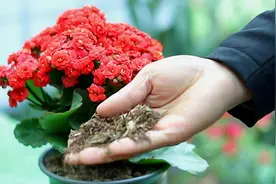 长寿花养不好？5个难题解决掉，养一盆爆一盆，不黑不烂，花更棒图片