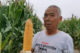 玉米真科技之三：绝大多数的品种，稀植更加安全，稀植更加高产图片