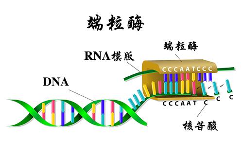 端粒:人类长命百岁的关键