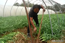 农民种植“假蒜苗”，你身边可能就有，吃起来有种大葱的味道图片