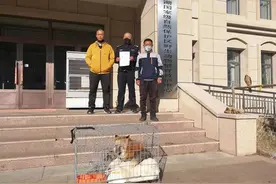 “三有”动物赤狐得到救助图片