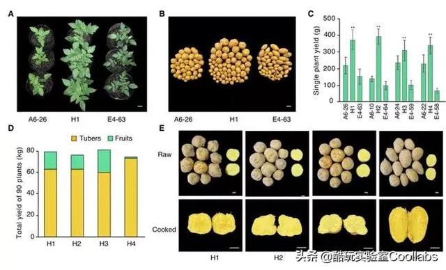 土豆到底能不能当饭吃？袁隆平生前是这么说的